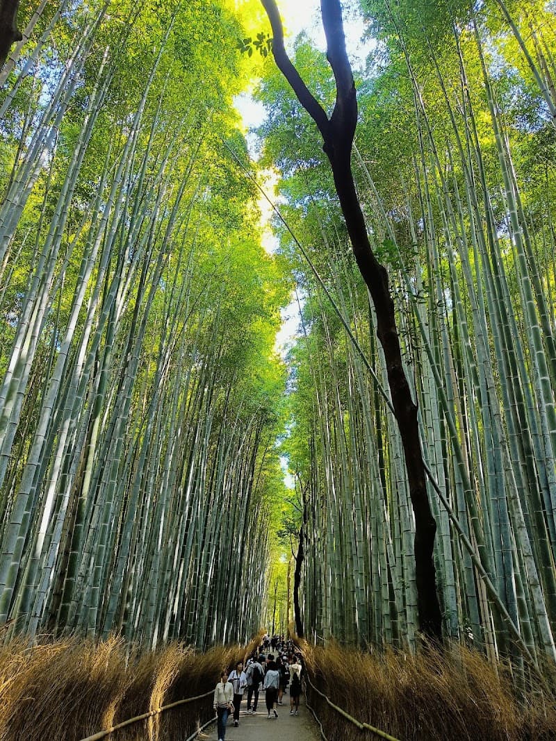 Arashiyama Bamboo Grove & Monkey Park