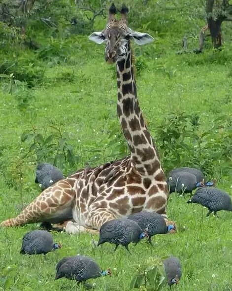 Arusha