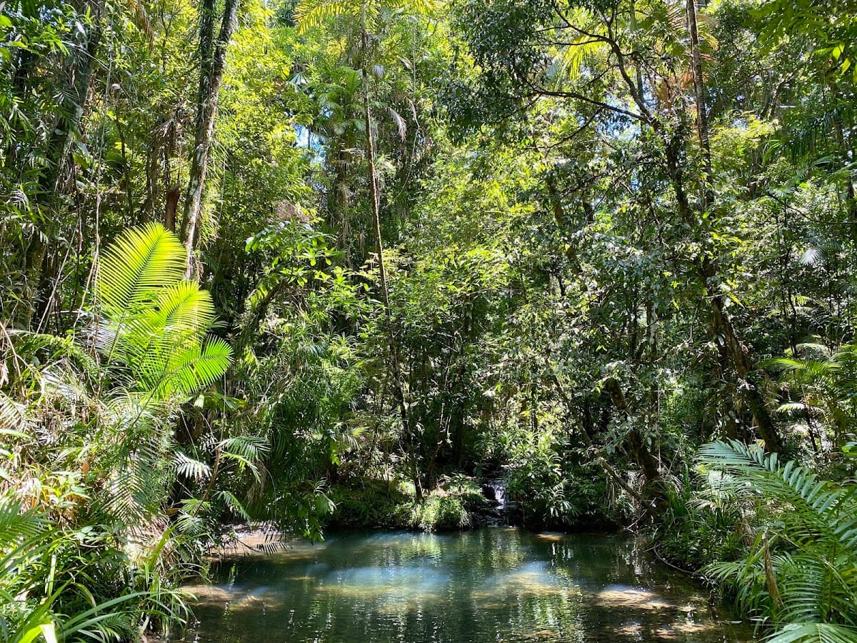 Daintree Rainforest