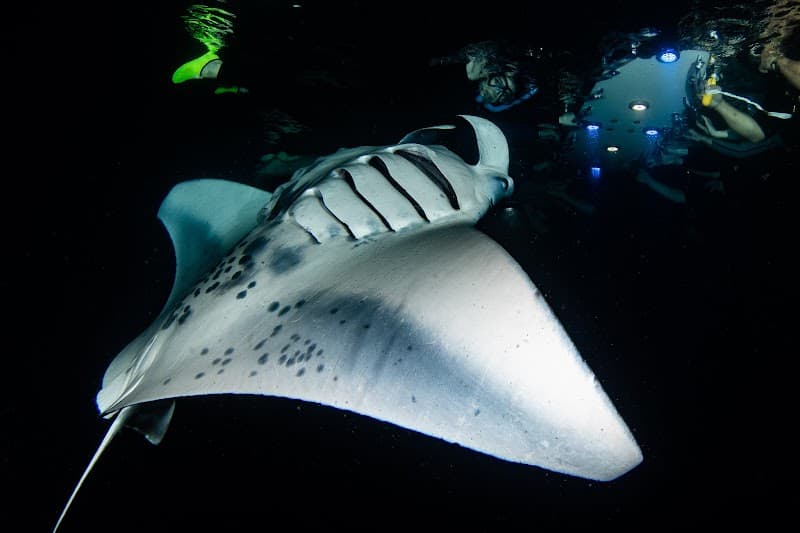 Manta Ray Night Snorkel Tour