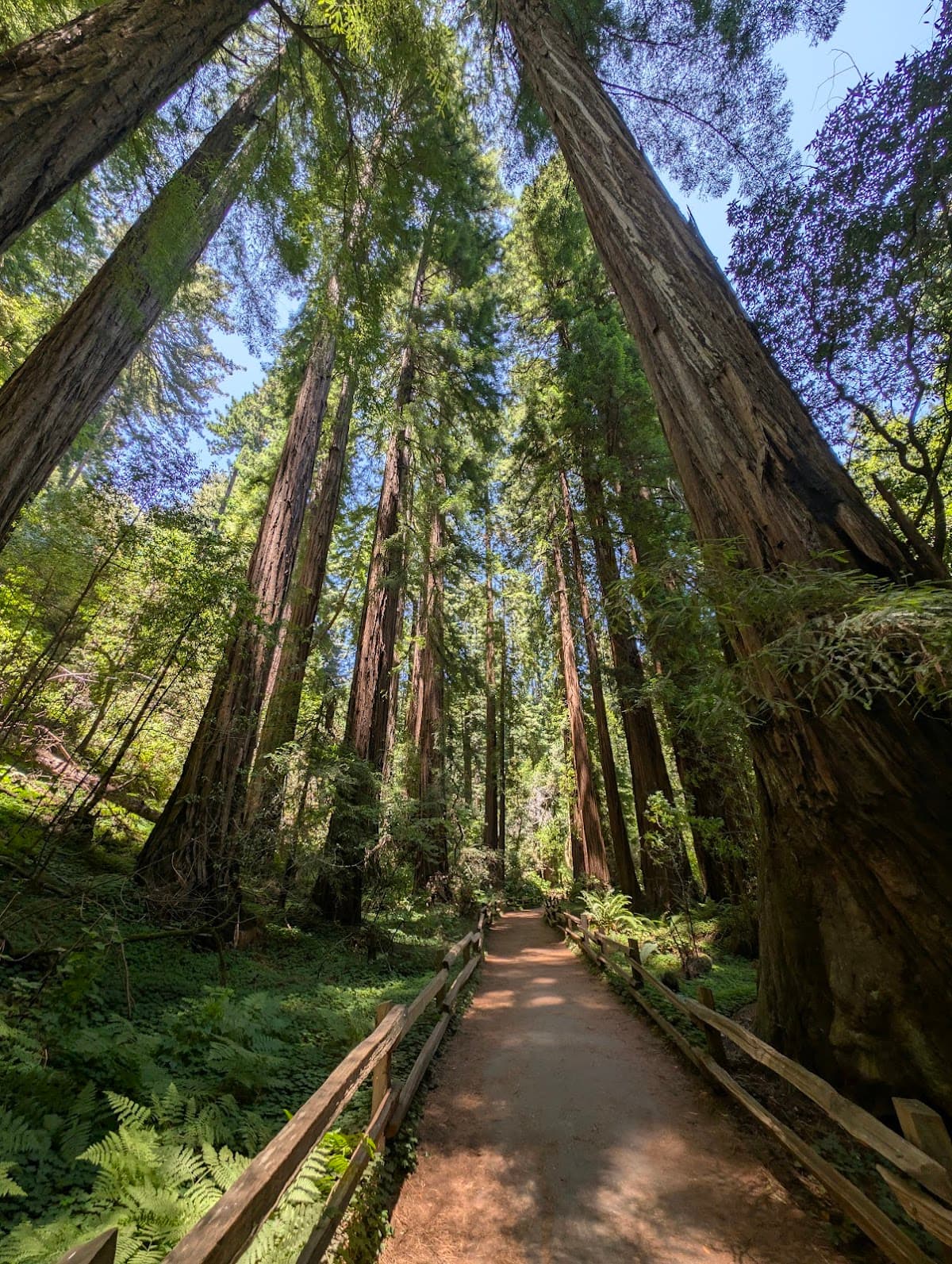 Muir Woods National Monument