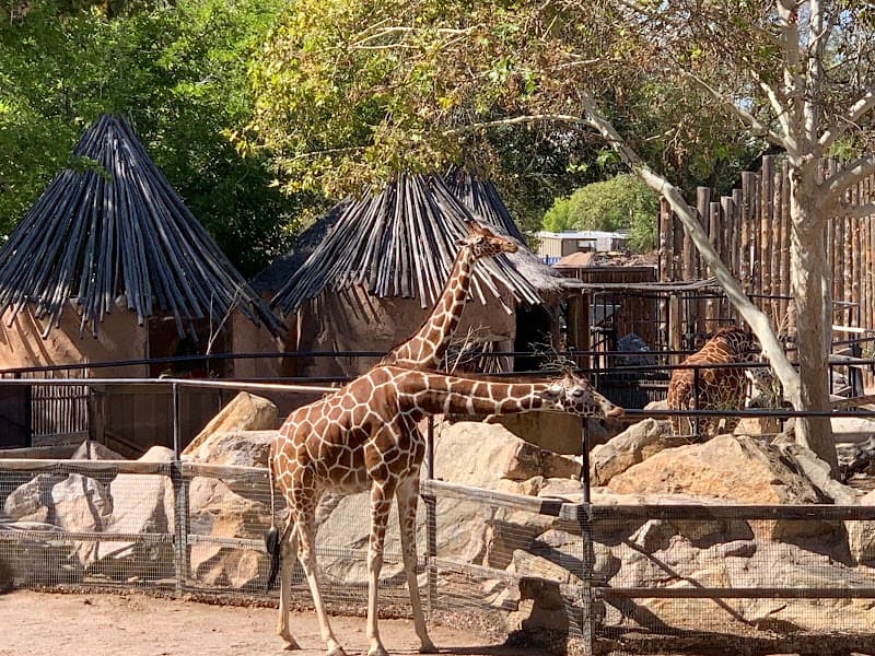 Rio Grande Zoo