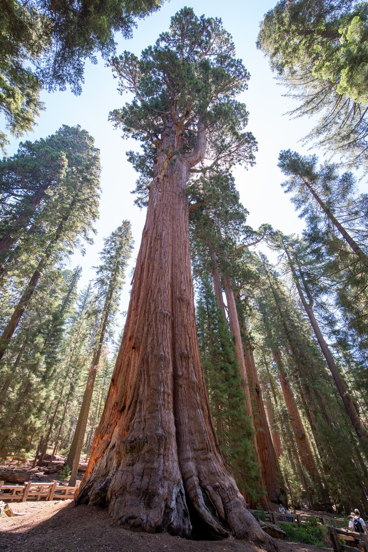 Sequoia National Park