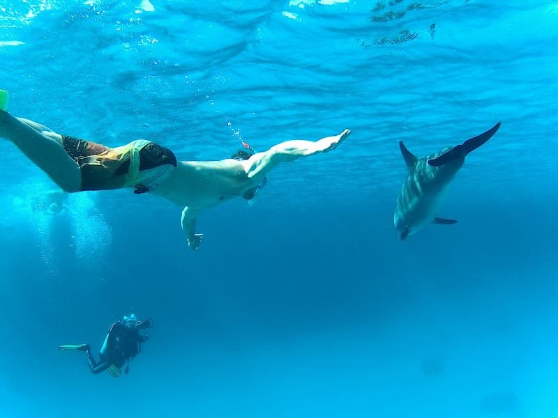 Speed Boat to Dolphin House