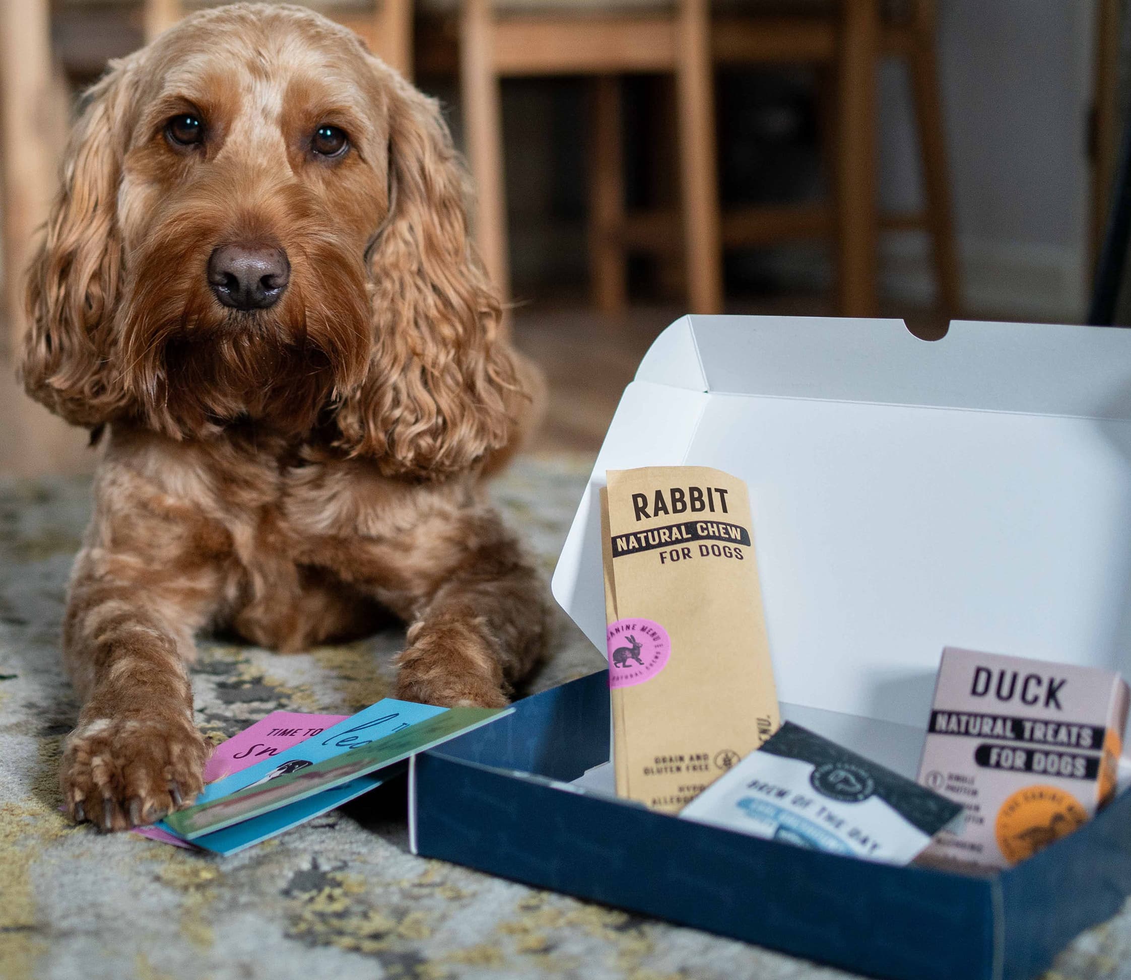 Dog-Friendly Rooms