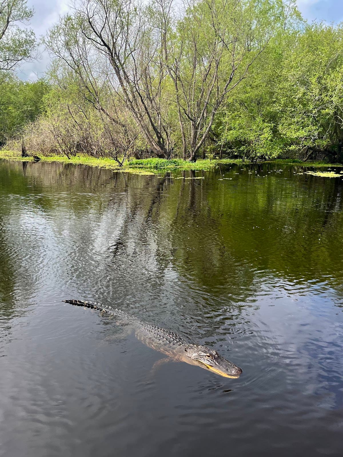 Bohemian New Orleans Weekend: Swamp Vibes & Jazz Nights