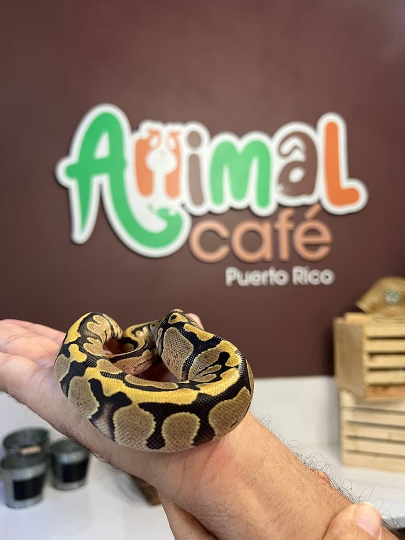 Café Puerto Rico
