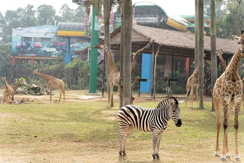Chimelong Safari Park