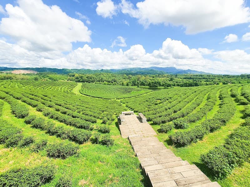 Choui Fong Tea Plantation (Mae Chan area branch)