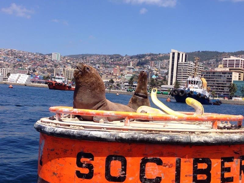 Wild Hills & Pacific Views: A Valparaíso Couples Escape