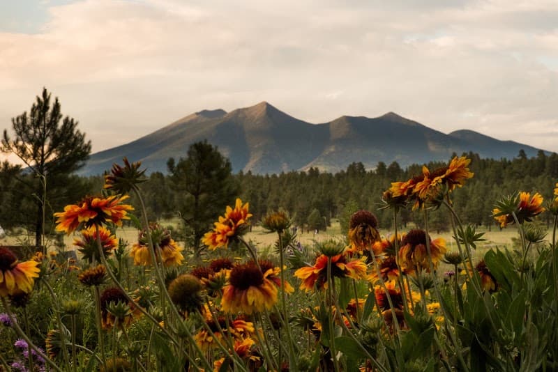 Flagstaff Arboretum Forest Trails