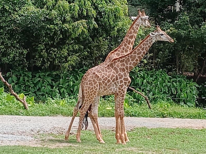 Free Explore Time in Chimelong Resort Area