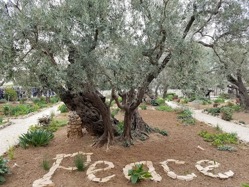Garden of Gethsemane & Kidron Valley Stroll
