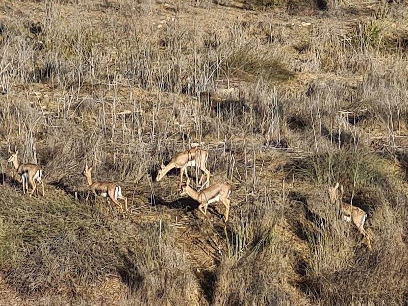 Gazelle Valley Urban Wildlife Park