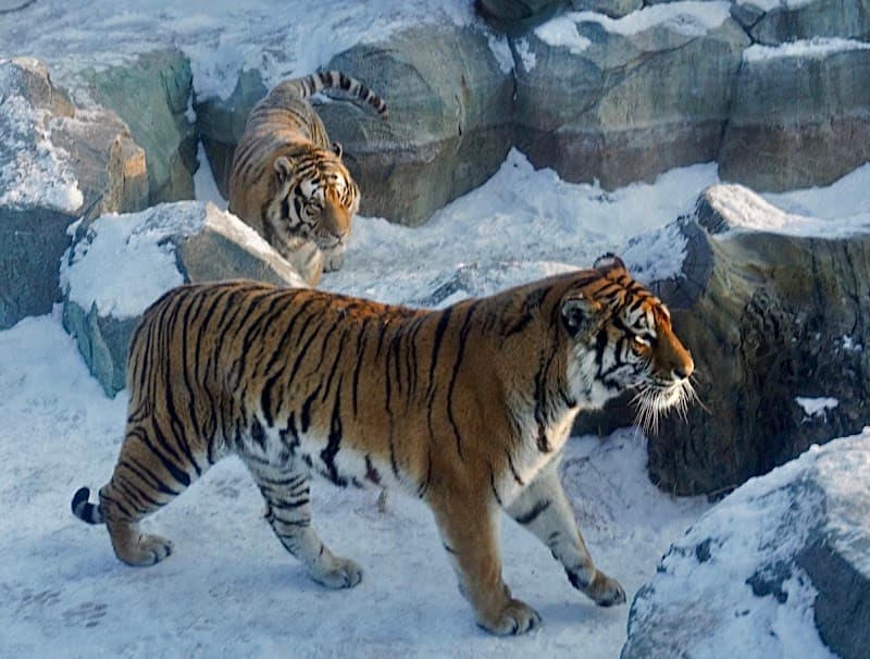 Harbin Siberian Tiger Park