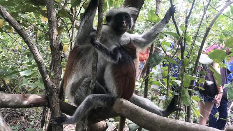 Jozani Chwaka Bay National Park Walk