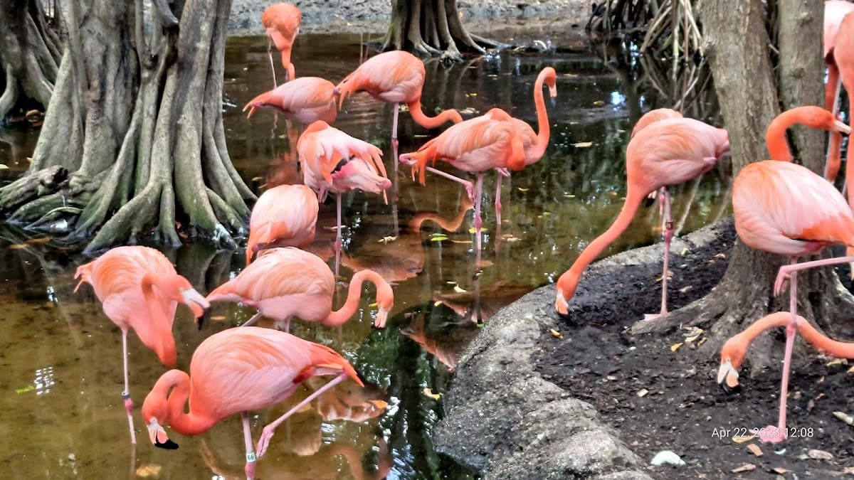 Jungle Island