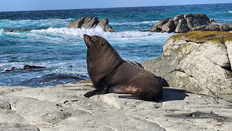 Kaikoura Seal Colony (Point Kean)