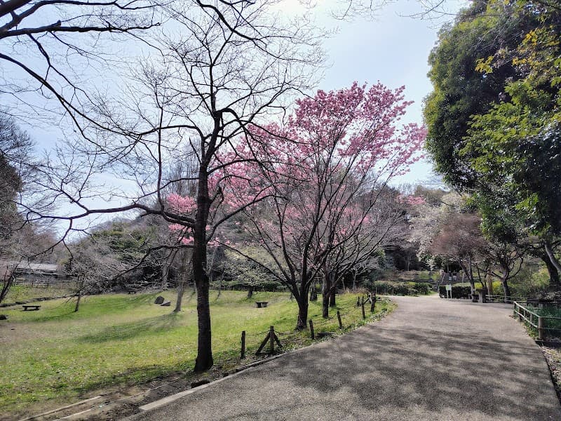 Kamakura Central Park Forest Walk