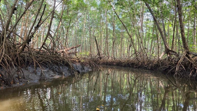 Kayak or Canoe Estuary Tour (Tamarindo Estuary)