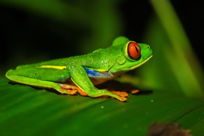 La Fortuna Night Jungle Walk