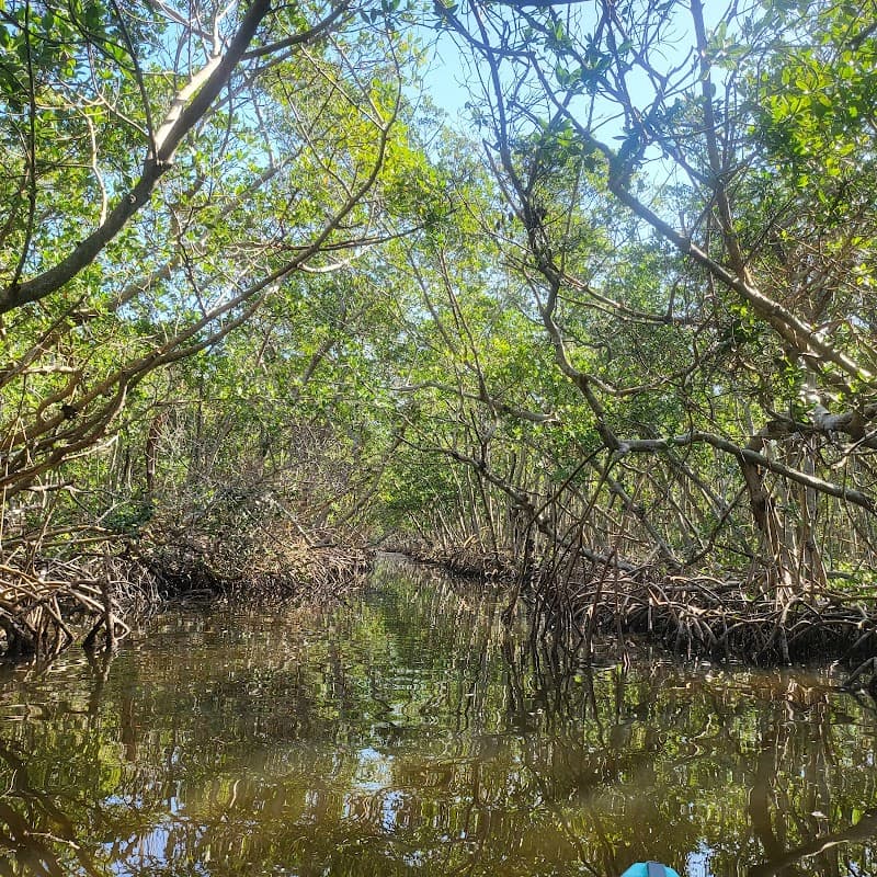Mangrove Tunnel Kayak Tour (City Island / Ted Sperling Park area)
