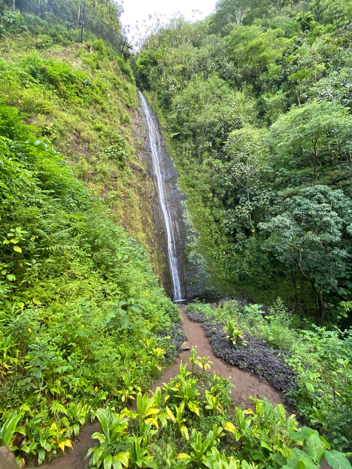 Manoa Falls