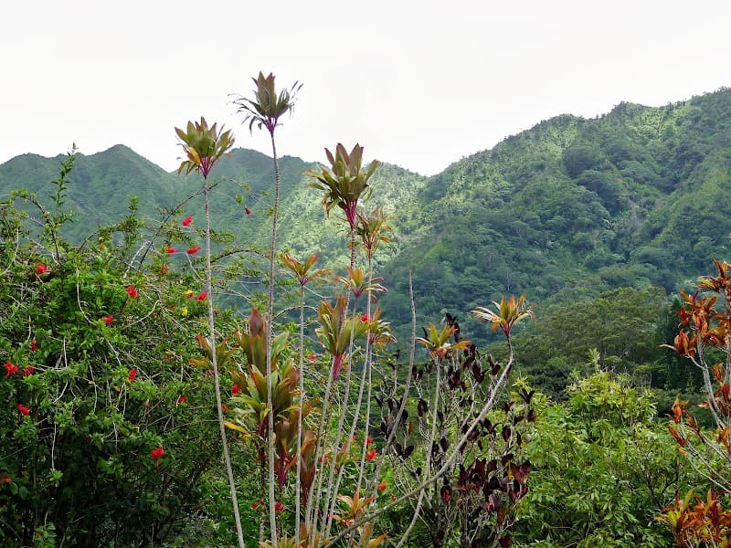 Manoa Valley Scenic Visit