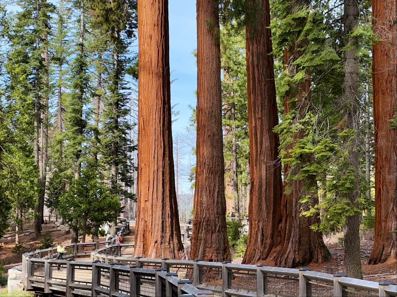 Mariposa Grove of Giant Sequoias