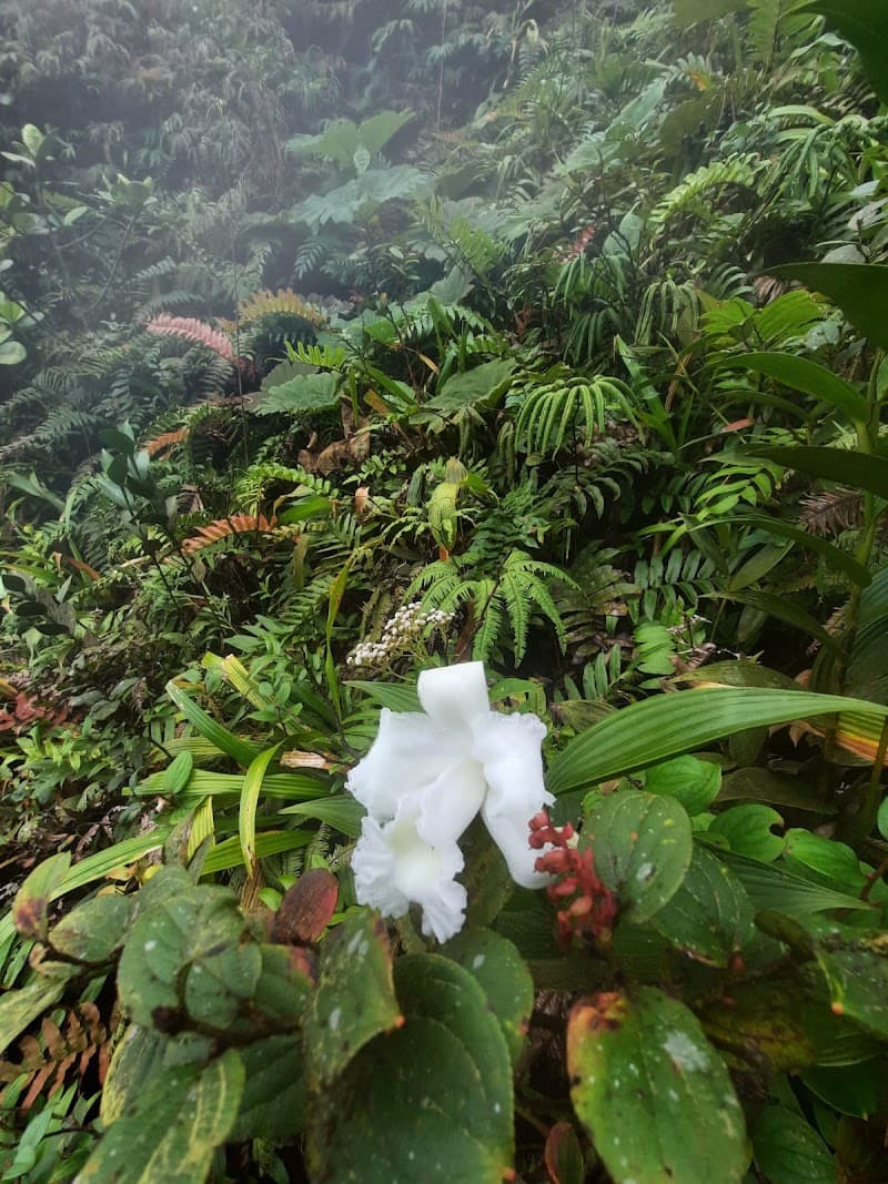 My Coffee La Fortuna