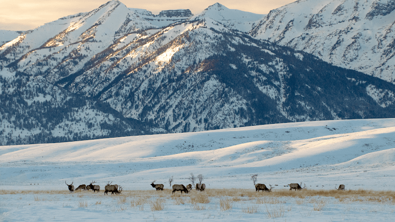 National Elk Refuge Overlook (near Town)