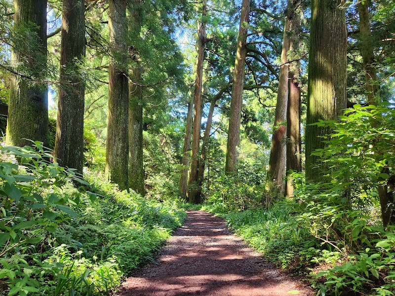 Old Tokaido Cedar Avenue Walk