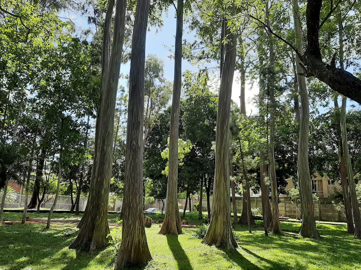 Parque Maquilishuat