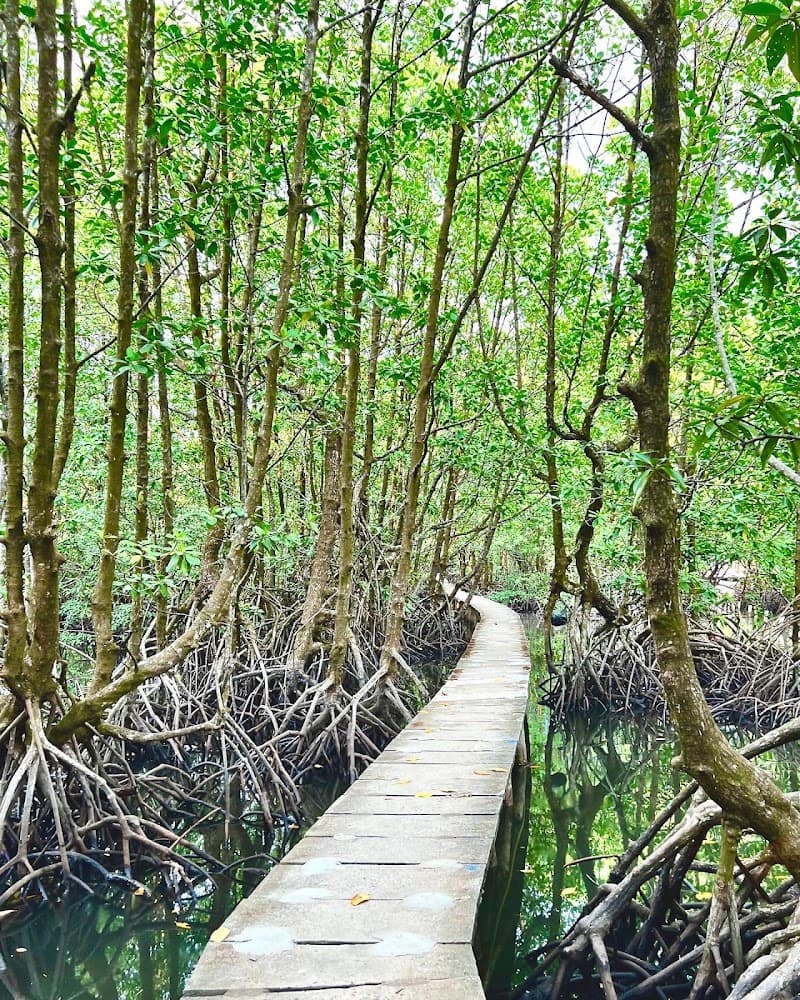 Peam Krasop Wildlife Sanctuary Mangrove Walk & Boat