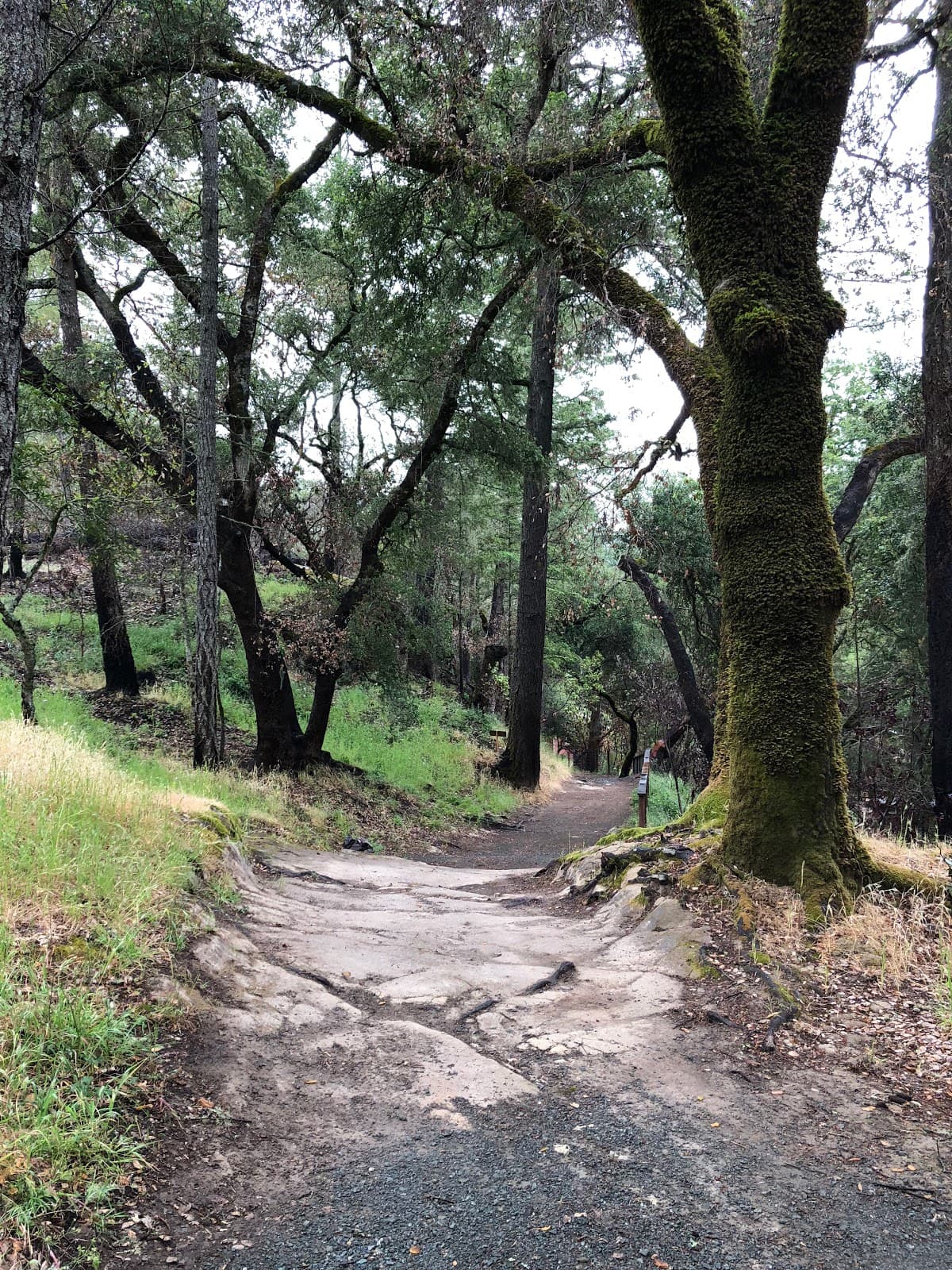 Petrified Forest