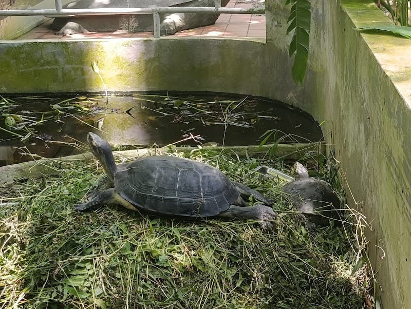 Primate or Turtle Conservation Centers (Cuc Phuong)