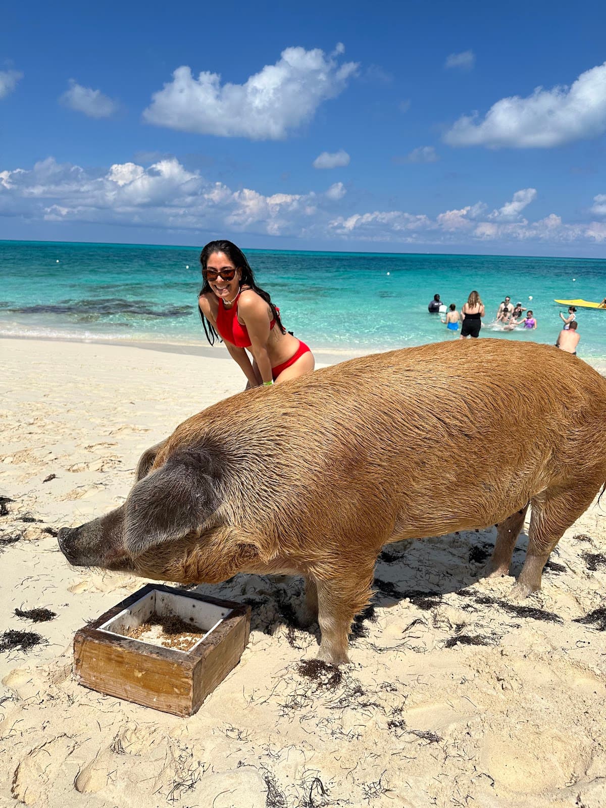 Rose Island Swimming Pigs Tour