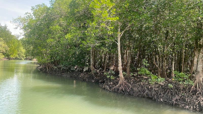 Thung Yee Pheng Mangrove Forest Kayaking