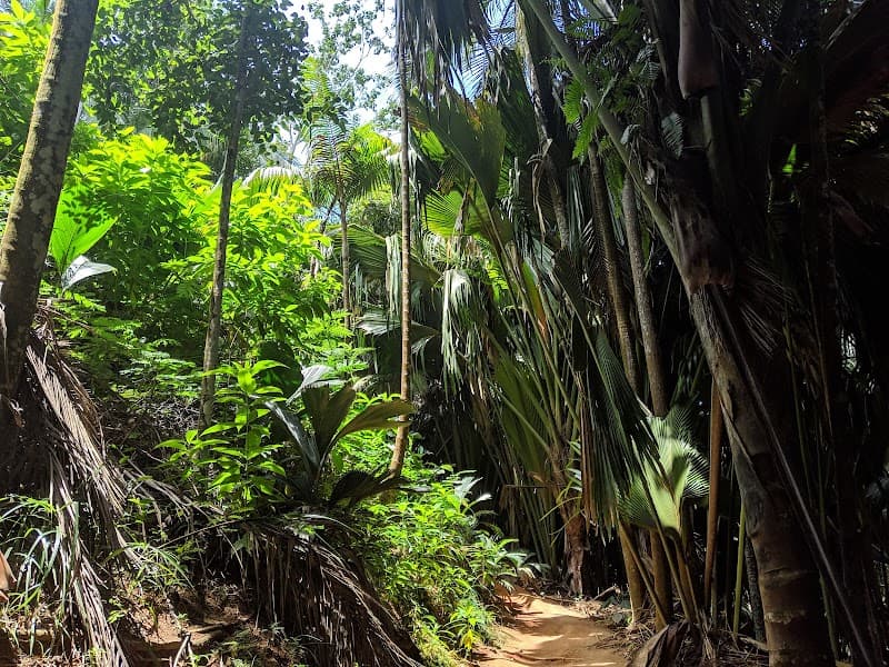 Vallée de Mai Nature Reserve