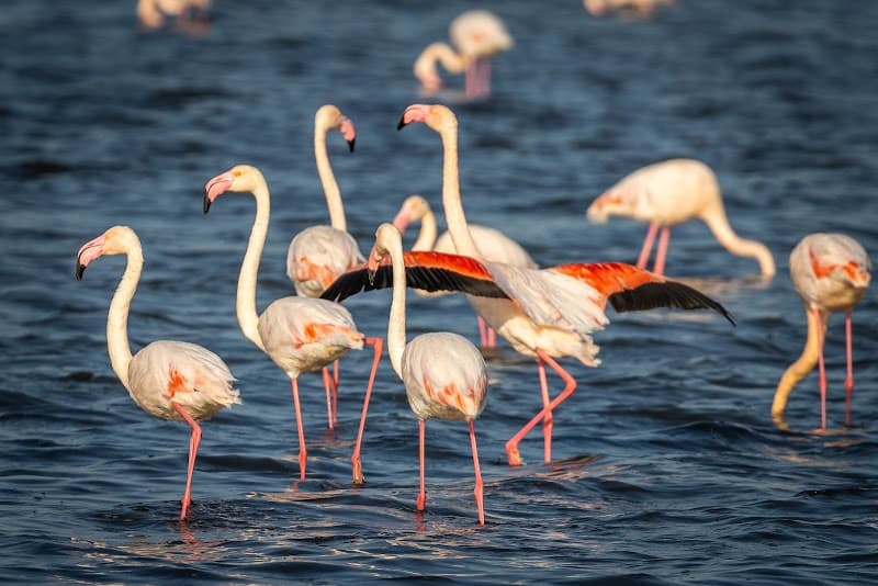 Walvis Bay Lagoon Flamingo Viewing