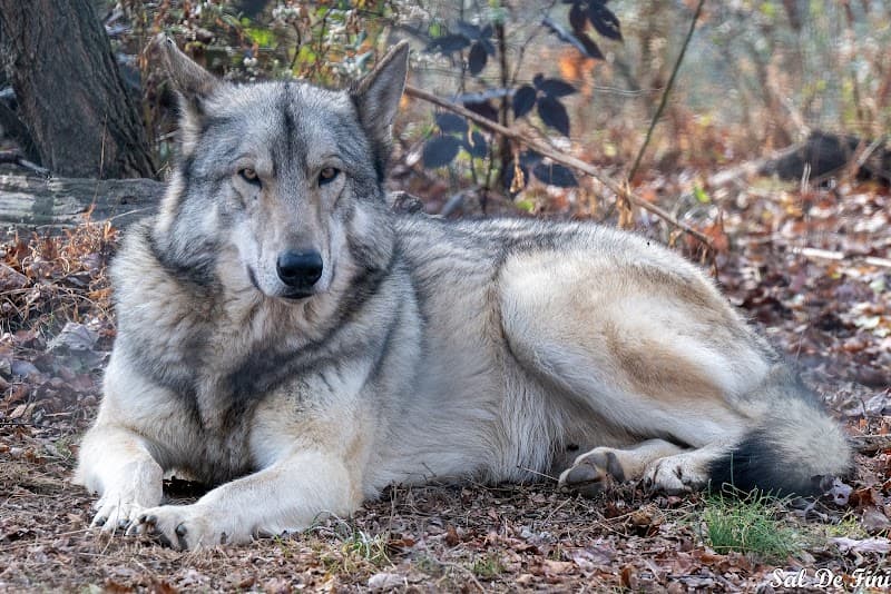 Wolf Sanctuary of PA (Evening or Morning Tour)